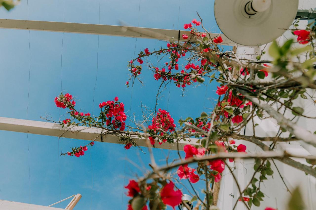 Masseria Agriturismo Il Sorriso Degli Ulivi - Dimora Di Charme ガリポリ エクステリア 写真