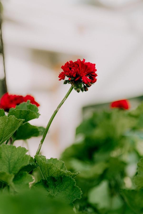 Masseria Agriturismo Il Sorriso Degli Ulivi - Dimora Di Charme ガリポリ エクステリア 写真