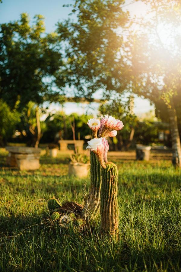 Masseria Agriturismo Il Sorriso Degli Ulivi - Dimora Di Charme ガリポリ エクステリア 写真